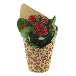 Bouquet image