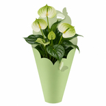 Bouquet image