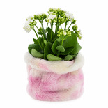 Bouquet image