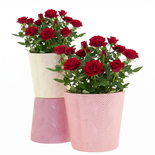 Bouquet image