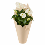 Bouquet image