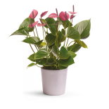 Bouquet image