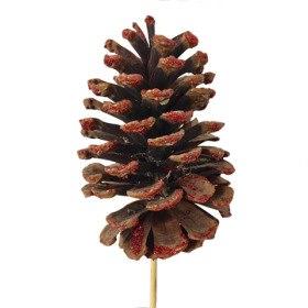 Christmas Pinecone natural 10-12cm with red tips on 50cm