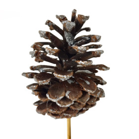Christmas Pinecone natural 8-10cm with silver tips on 50cm