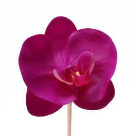 Phalaenopsis Real Touch 4in on 20in stick cerise