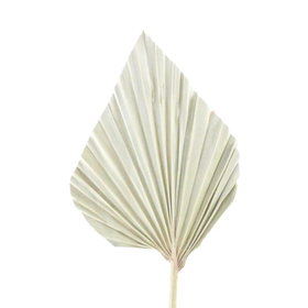 Palm Spear 12-15cm on 50cm stick white