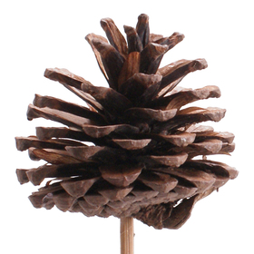 Pinecone 5-7cm on 50cm stick natural