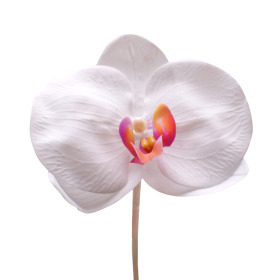 Phalaenopsis Real Touch 4in on 20in stick white