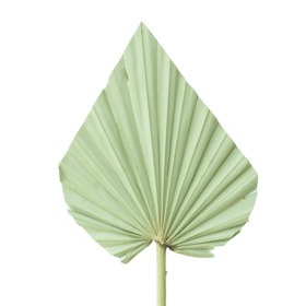 Palm Spear 12-15cm on 50cm stick natural