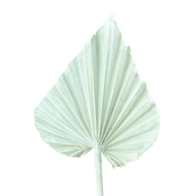 Palm Spear 12-15cm on 50cm stick white