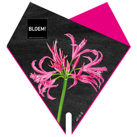 Sleeve Doublé BLOEM! 53x44cm FSC Mix Nerine