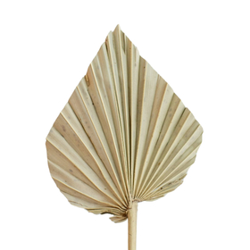 Palm Spear 12-15cm on 50cm stick natural