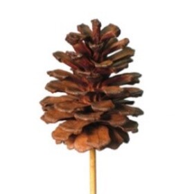 Christmas Pinecone 15-16cm on 50cm stick natural