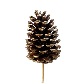 Xmas Pinecone 2.75in on 20in stick natural with gold tips
