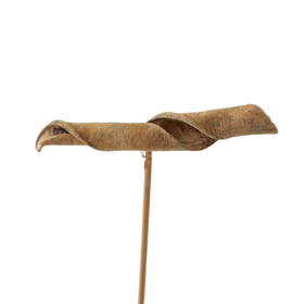 Velvet Bean 10cm on 50cm stick natural