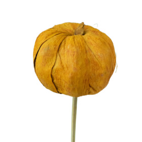 Pana Pumpkin 6cm on 50cm stick orange
