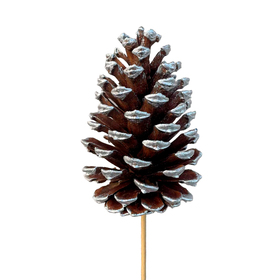 Xmas Pinecone 2.75in on 20in stick natural with silver tips