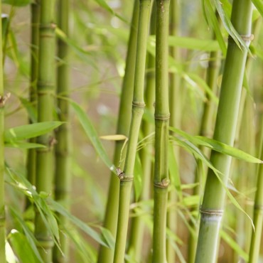 Bamboe plant gewas