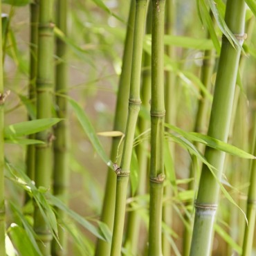 Bamboo plantes